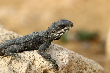 kertenkele bir taşa oturur ve güneş altında basks 