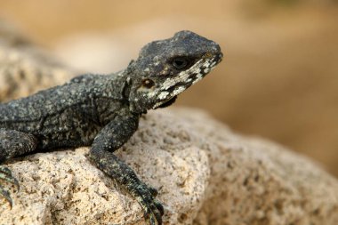 kertenkele bir taşa oturur ve güneş altında basks 
