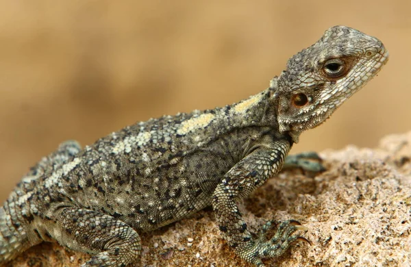 Lucertola Siede Una Roccia Crogiola Sotto Sole — Foto Stock