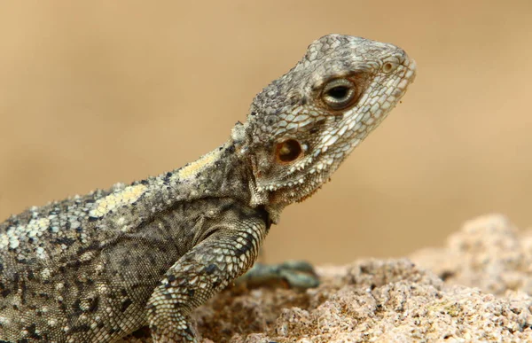 Lizard Zit Een Rots Koestert Zich Onder Zon — Stockfoto