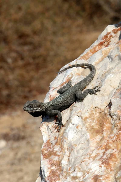 Lizard Zit Een Rots Koestert Zich Onder Zon — Stockfoto