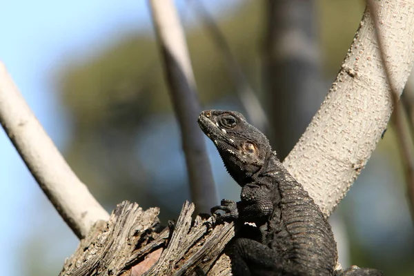 Lagarto Sienta Una Roca Toma Sol —  Fotos de Stock