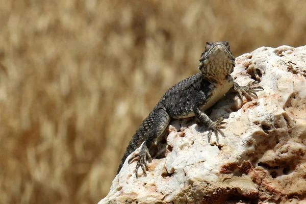 Lagarto Sienta Una Roca Toma Sol — Foto de Stock