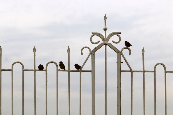 Забор Служит Защиты Чужой Территории Заборе Делают Калитки Прохода Ворота — стоковое фото