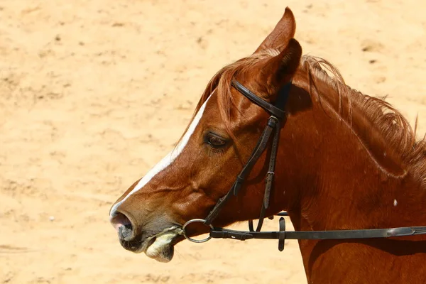 Cheval Est Grand Animal Compagnie Assistant Homme Travail Loisirs — Photo