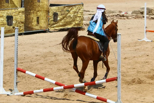 Cavalo Grande Assistente Estimação Para Homem Trabalho Lazer — Fotografia de Stock