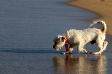 A evde beslenen hayvan, adam iyi ve sadık arkadaşı bir köpektir     