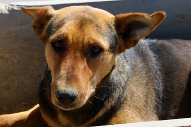 A evde beslenen hayvan, adam iyi ve sadık arkadaşı bir köpektir     