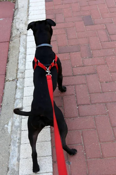 Perro Una Mascota Amigo Bueno Fiel Del Hombre —  Fotos de Stock