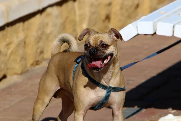 Perro Una Mascota Amigo Bueno Fiel Del Hombre — Foto de Stock