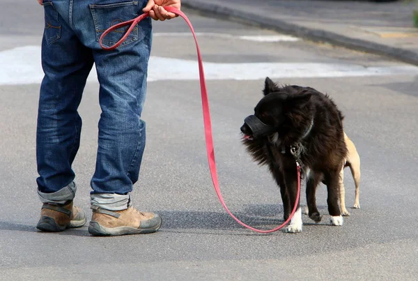 Cane Animale Domestico Amico Buono Fedele Dell Uomo — Foto Stock