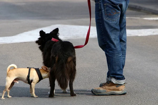 Cane Animale Domestico Amico Buono Fedele Dell Uomo — Foto Stock