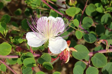 bizim yaşam alanı doğal çevreyi korumak 