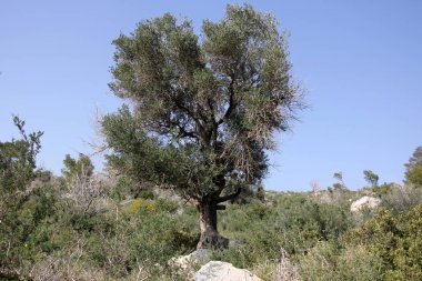 bizim yaşam alanı doğal çevreyi korumak 