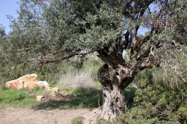 bizim yaşam alanı doğal çevreyi korumak 