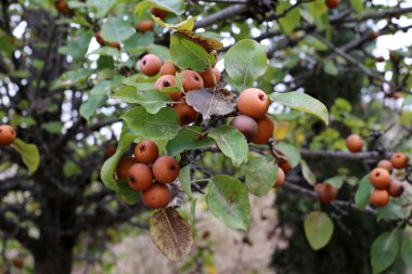 bizim yaşam alanı doğal çevreyi korumak 