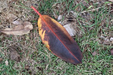 bizim yaşam alanı doğal çevreyi korumak 