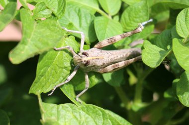 bizim yaşam alanı doğal çevreyi korumak 