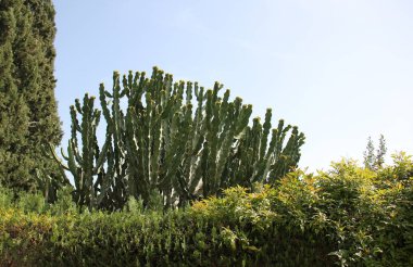 bizim yaşam alanı doğal çevreyi korumak 