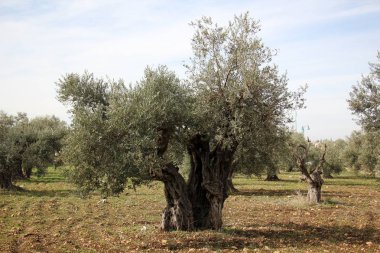 bizim yaşam alanı doğal çevreyi korumak 