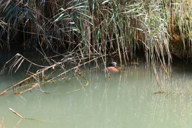 bizim yaşam alanı doğal çevreyi korumak 