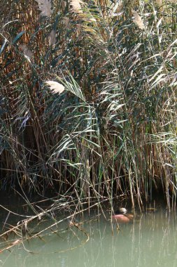 bizim yaşam alanı doğal çevreyi korumak 
