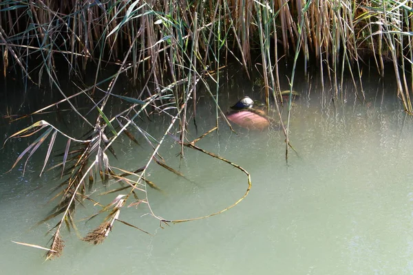 Beschermen Van Natuurlijke Omgeving Van Onze Habitat — Stockfoto