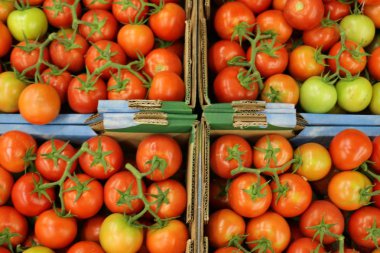 taze sebze Akko İsrail şehirde pazarda satılmaktadır 