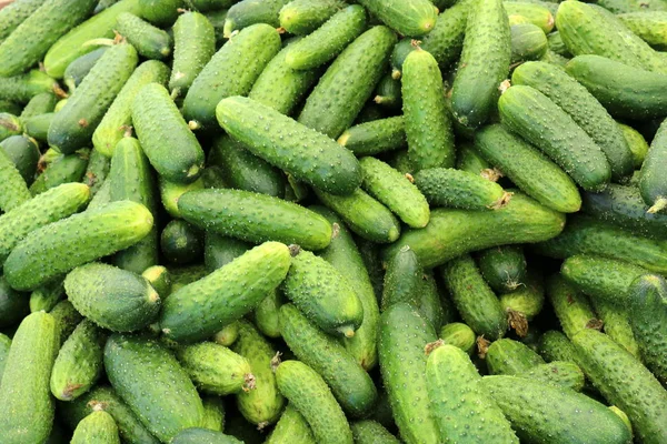 Fresh Vegetables Sale Bazaar City Akko Israel — Stock Photo, Image