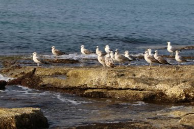 Martılar Kuzey İsrail'in Akdeniz deniz kıyısında oturmak 