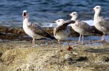 Martılar Kuzey İsrail'in Akdeniz deniz kıyısında oturmak 