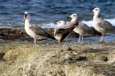 Martılar Kuzey İsrail'in Akdeniz deniz kıyısında oturmak 