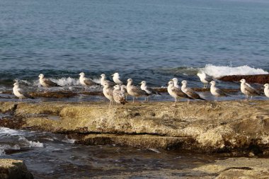 Martılar Kuzey İsrail'in Akdeniz deniz kıyısında oturmak 