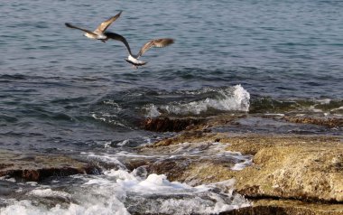 Martılar Kuzey İsrail'in Akdeniz deniz kıyısında oturmak 
