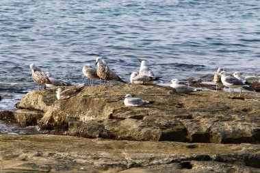 Martılar Kuzey İsrail'in Akdeniz deniz kıyısında oturmak 