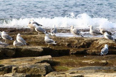 Martılar Kuzey İsrail'in Akdeniz deniz kıyısında oturmak 