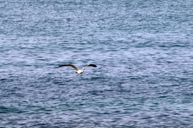 Martılar Kuzey İsrail'in Akdeniz deniz kıyısında oturmak 