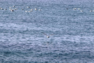 Martılar Kuzey İsrail'in Akdeniz deniz kıyısında oturmak 