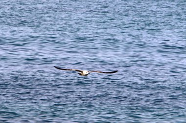 Martılar Kuzey İsrail'in Akdeniz deniz kıyısında oturmak 