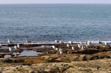 Martılar Kuzey İsrail'in Akdeniz deniz kıyısında oturmak 
