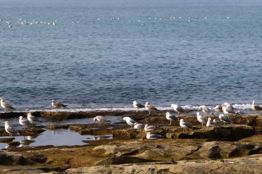 Martılar Kuzey İsrail'in Akdeniz deniz kıyısında oturmak 