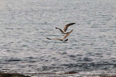 Martılar Kuzey İsrail'in Akdeniz deniz kıyısında oturmak 