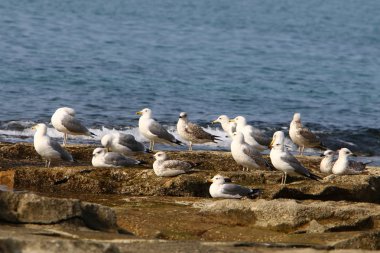 Martılar Kuzey İsrail'in Akdeniz deniz kıyısında oturmak 