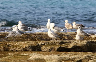 Martılar Kuzey İsrail'in Akdeniz deniz kıyısında oturmak 