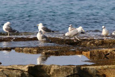 Martılar Kuzey İsrail'in Akdeniz deniz kıyısında oturmak 