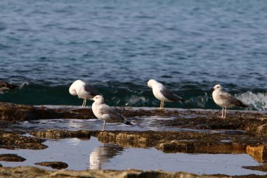 Martılar Kuzey İsrail'in Akdeniz deniz kıyısında oturmak 