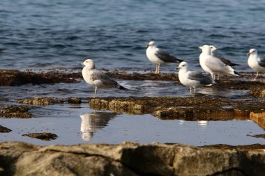 Martılar Kuzey İsrail'in Akdeniz deniz kıyısında oturmak 