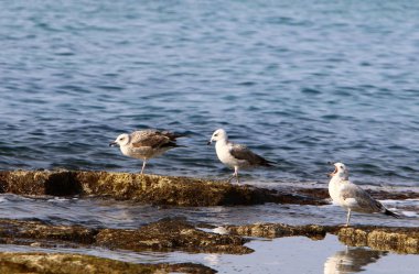 Martılar Kuzey İsrail'in Akdeniz deniz kıyısında oturmak 