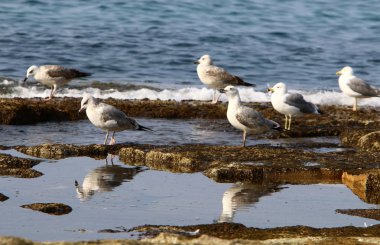 Martılar Kuzey İsrail'in Akdeniz deniz kıyısında oturmak 