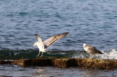 Martılar Kuzey İsrail'in Akdeniz deniz kıyısında oturmak 